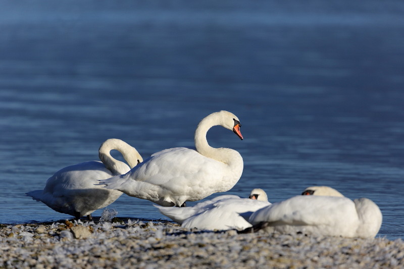 Im Rheinholz mit den Schwänen 4