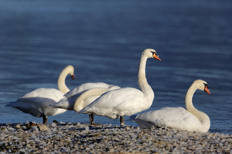 Im Rheinholz mit den Schwänen 5
