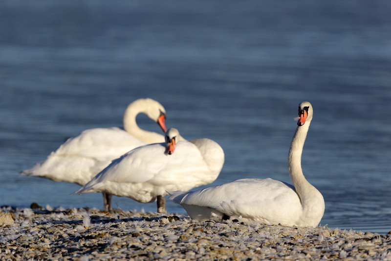 Im Rheinholz mit den Schwänen 6
