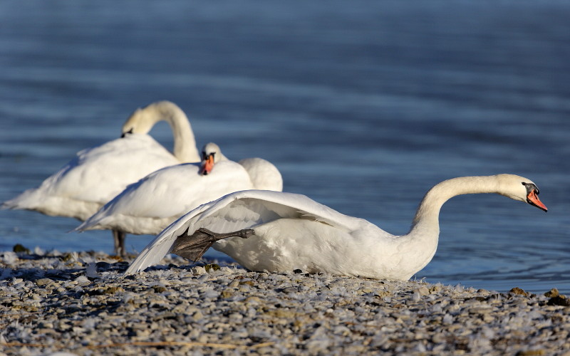 Im Rheinholz mit den Schwänen 7