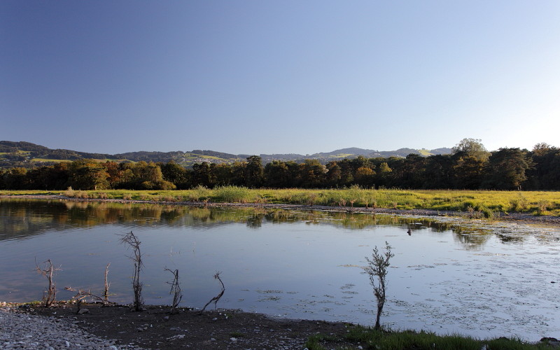 Im Rheinholz mit den Schwänen 8