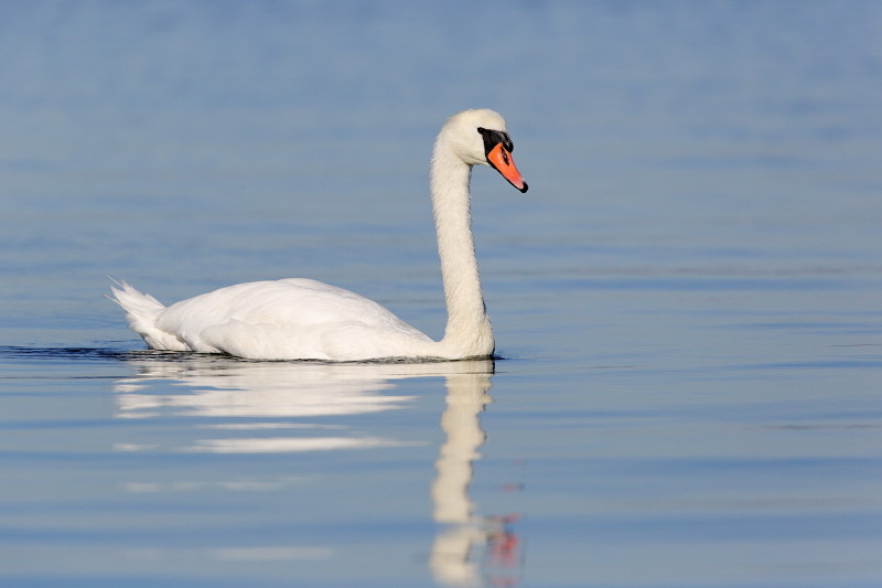 Im Rheinholz mit den Schwänen 9
