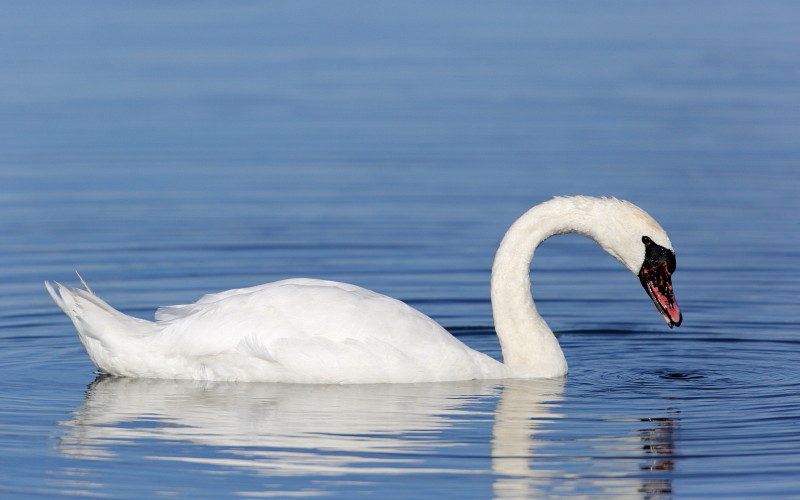 Im Rheinholz mit den Schwänen 10