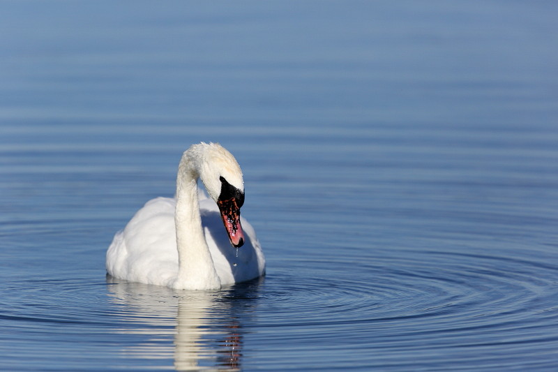 Im Rheinholz mit den Schwänen 11