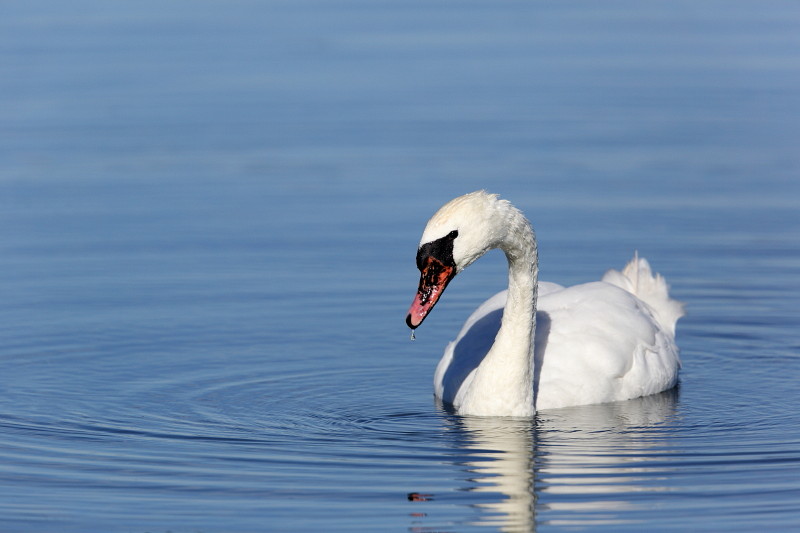 Im Rheinholz mit den Schwänen 12