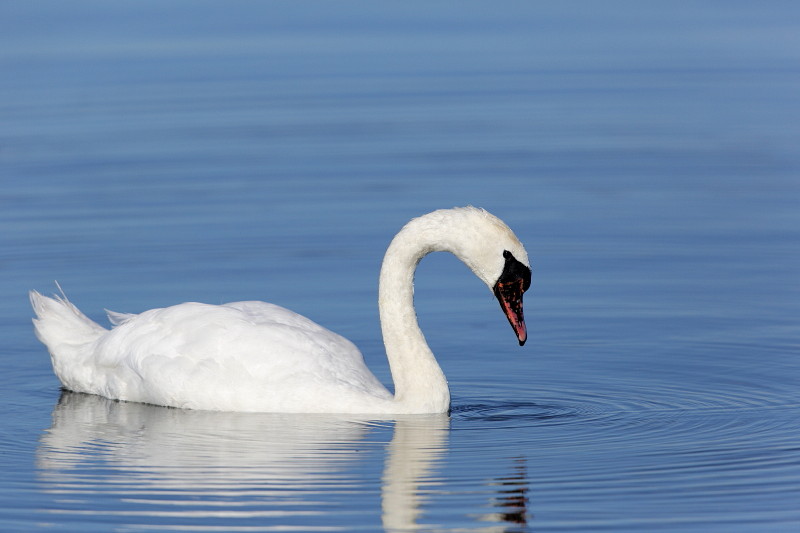 Im Rheinholz mit den Schwänen 14