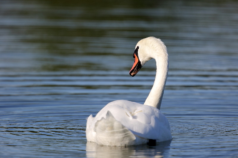 Im Rheinholz mit den Schwänen 16