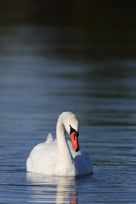 Im Rheinholz mit den Schwänen 17