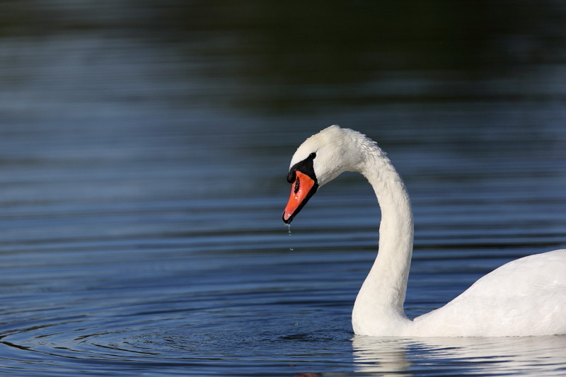 Im Rheinholz mit den Schwänen 18