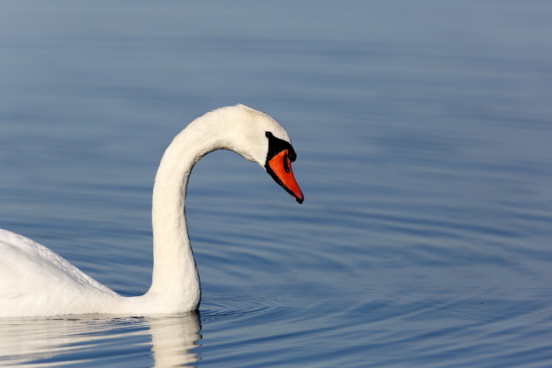 Im Rheinholz mit den Schwänen 19