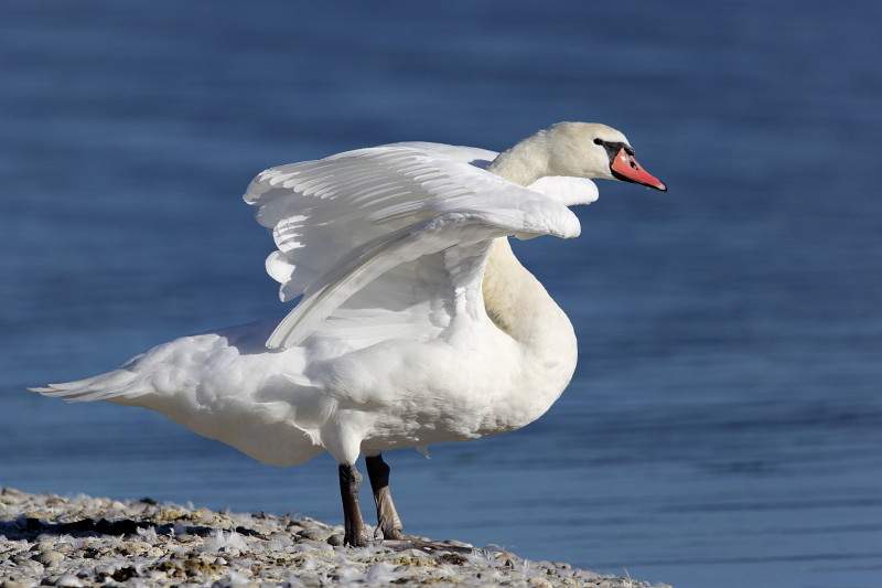 Im Rheinholz mit den Schwänen 20