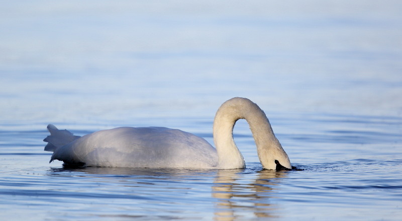 Im Rheinholz mit den Schwänen 21