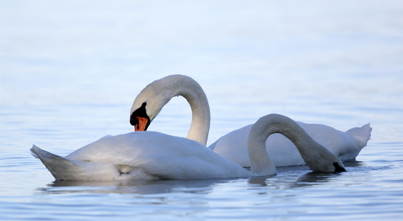 Im Rheinholz mit den Schwänen 22
