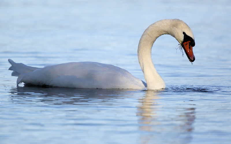 Im Rheinholz mit den Schwänen 23