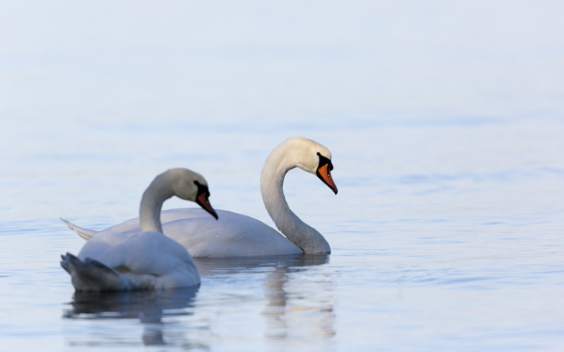 Im Rheinholz mit den Schwänen 24