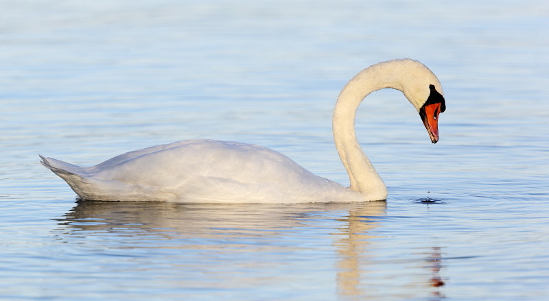Im Rheinholz mit den Schwänen 25