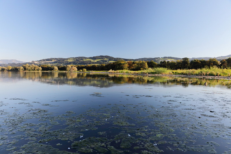 Im Rheinholz mit den Schwänen 26