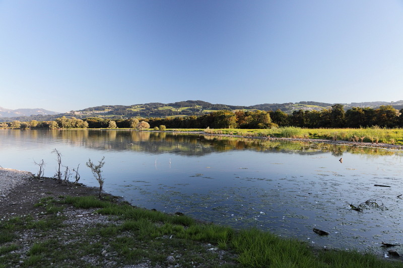 Im Rheinholz mit den Schwänen 27