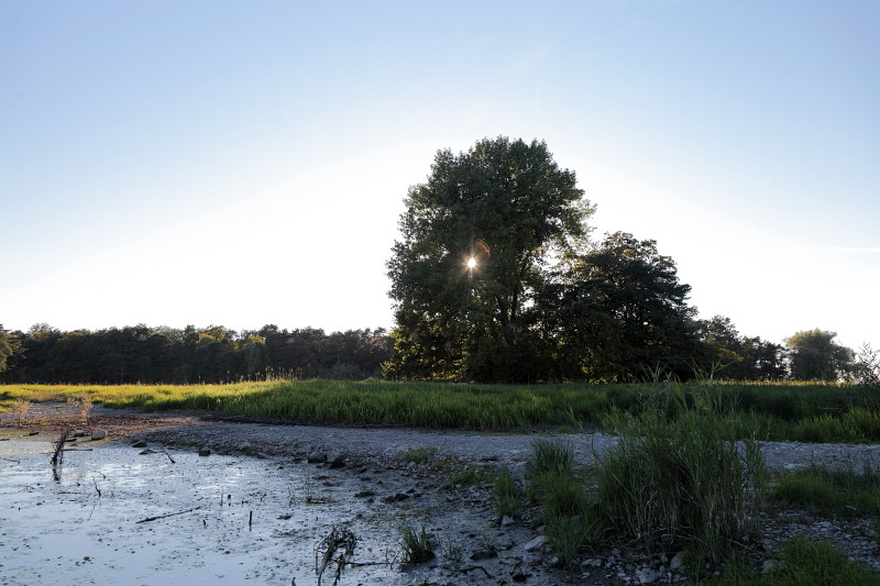 Im Rheinholz mit den Schwänen 28