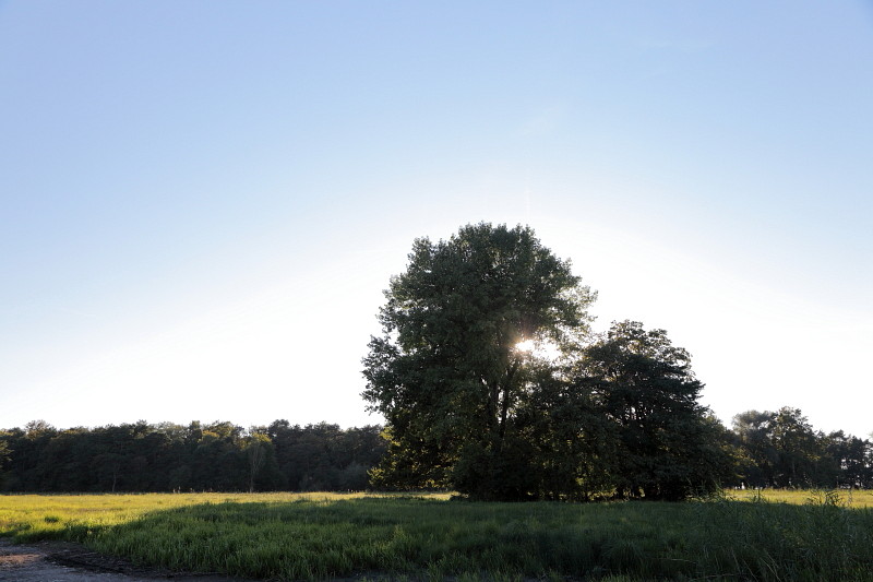 Im Rheinholz mit den Schwänen 29