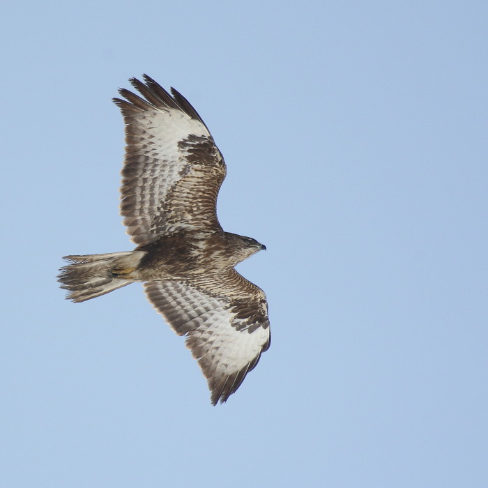 Bussard