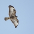 Bussard