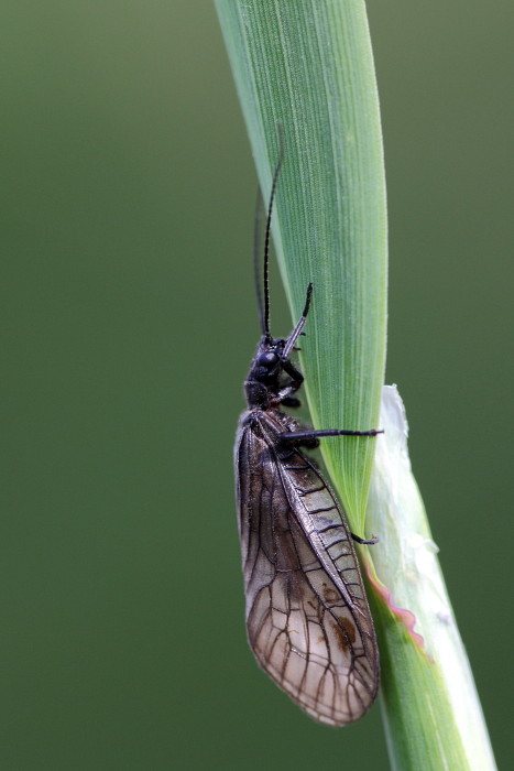 Gemeine Wasserflorfliege