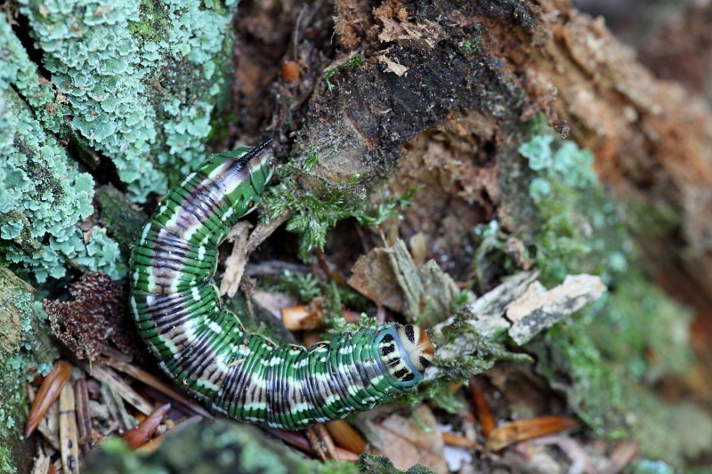 Wald Impressionen 9 Raupe des Kiefernschwärmers