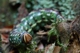 Wald Imressionen 10 Raupe des Kiefernschwärmers