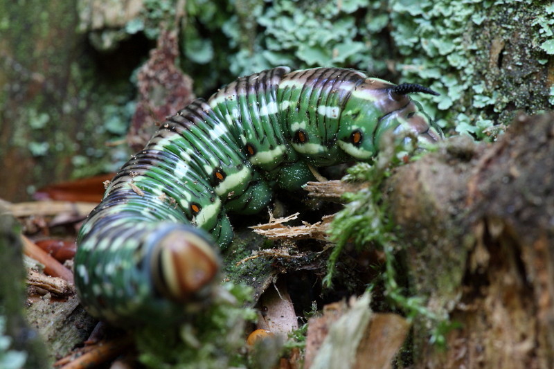 Wald Impressionen 12 Raupe des Kiefernschwärmers