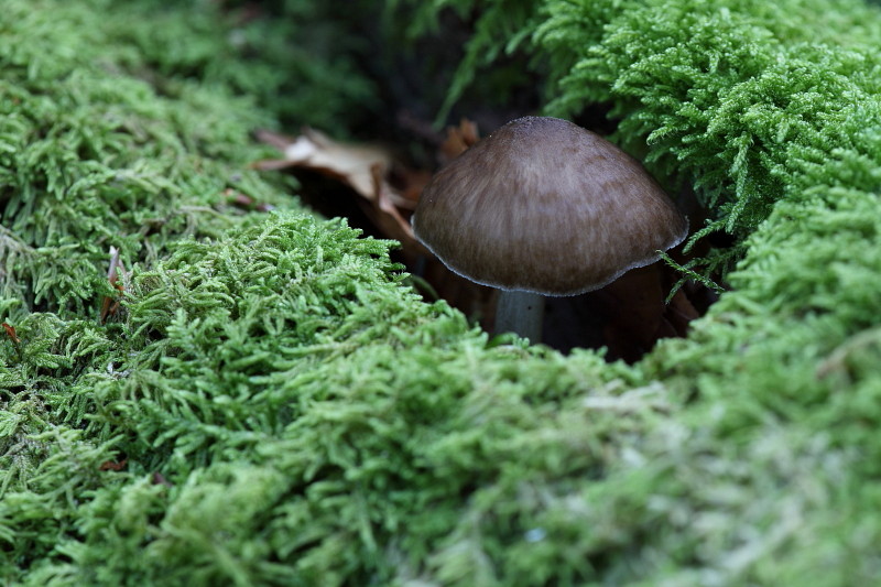 Wald Impressionen 14