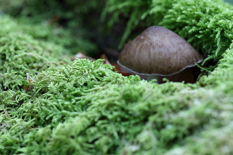 Wald Impressionen 15