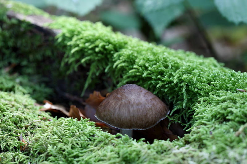 Wald Impressionen 16