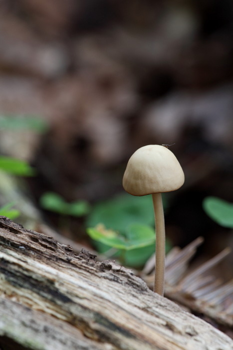 Wald Impressionen 17