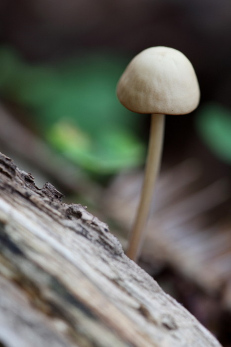 Wald Impressionen 18