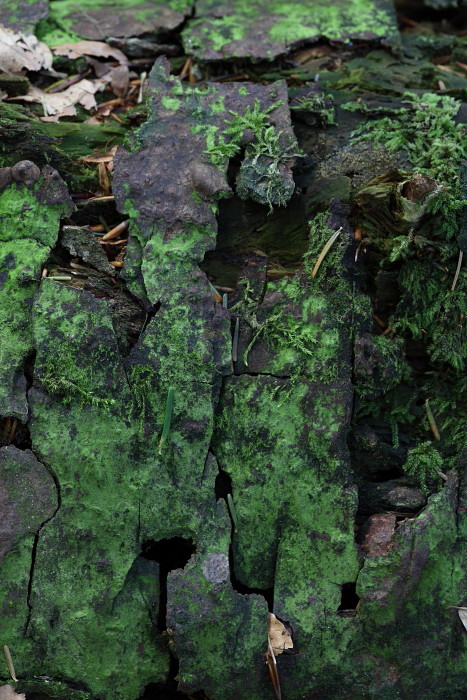 Wald Impressionen 19