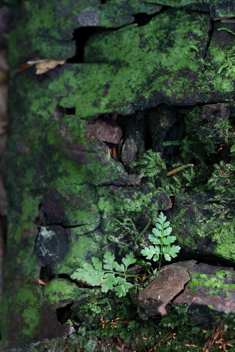 Wald Impressionen 20