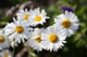 Margeriten 9