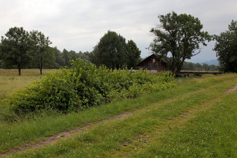 Lauteracherried 16