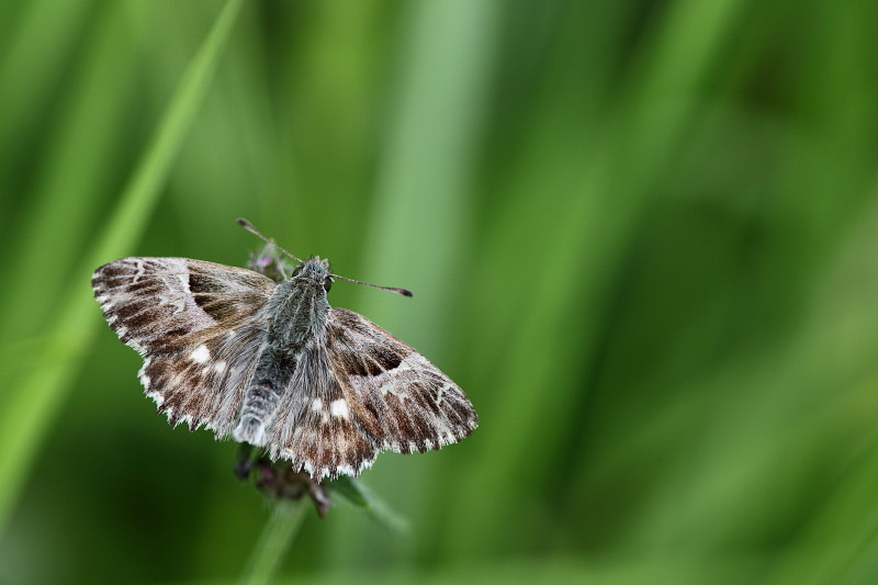 Malvendickkopffalter 1