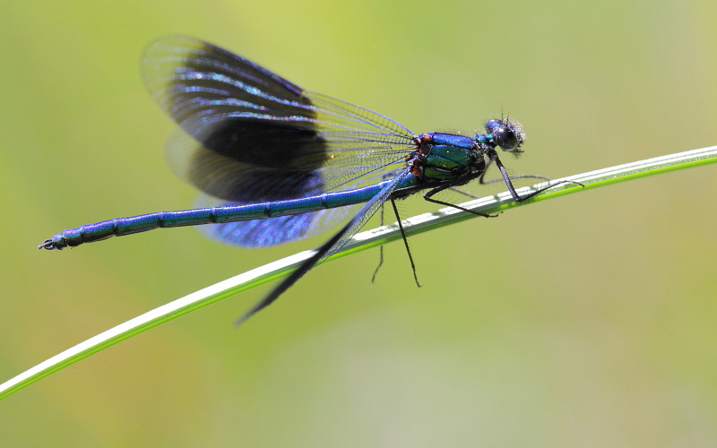 Gebänderte Prachtlibelle männlich 1