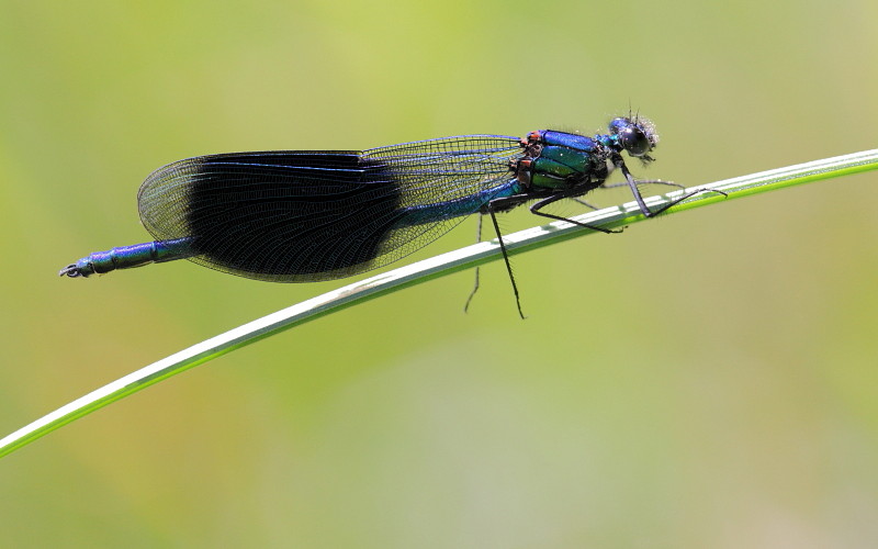 Gebänderte Prachtlibelle männlich 2
