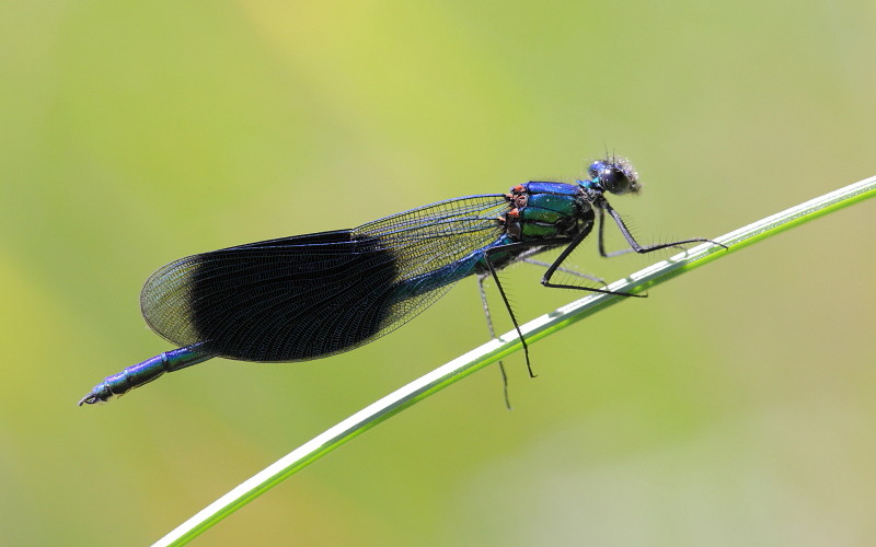Gebänderte Prachtlibelle männlich 3