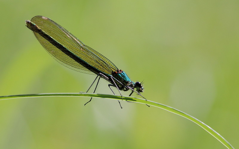 Gebänderte Prachtlibelle weiblich 2