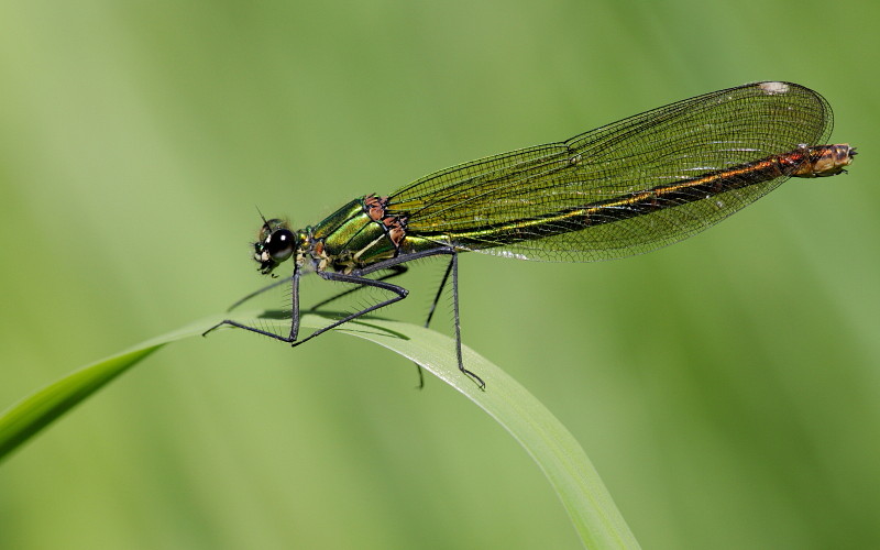 Gebänderte Prachtlibelle weiblich 3