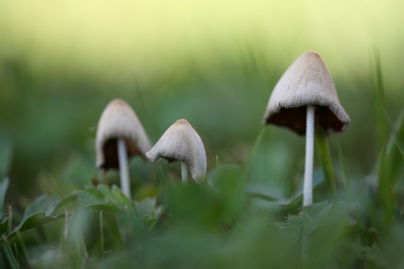 Gartenimpressionen 1