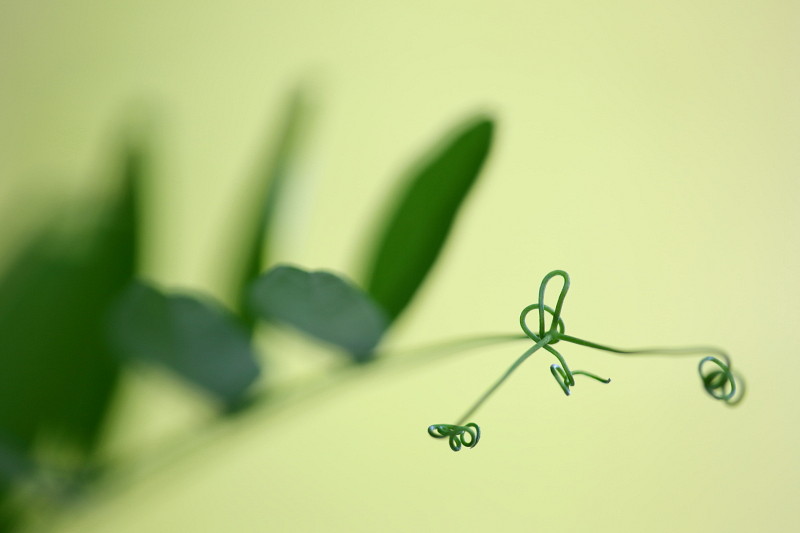 Gartenimpressionen 2