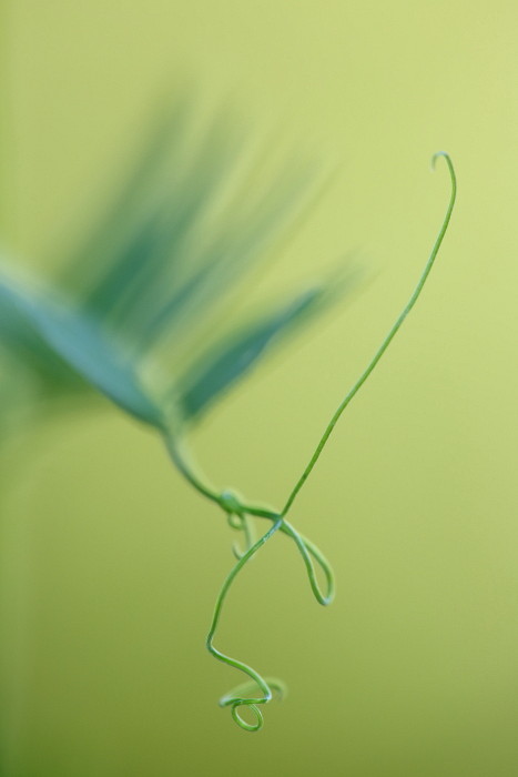 Gartenimpressionen 3