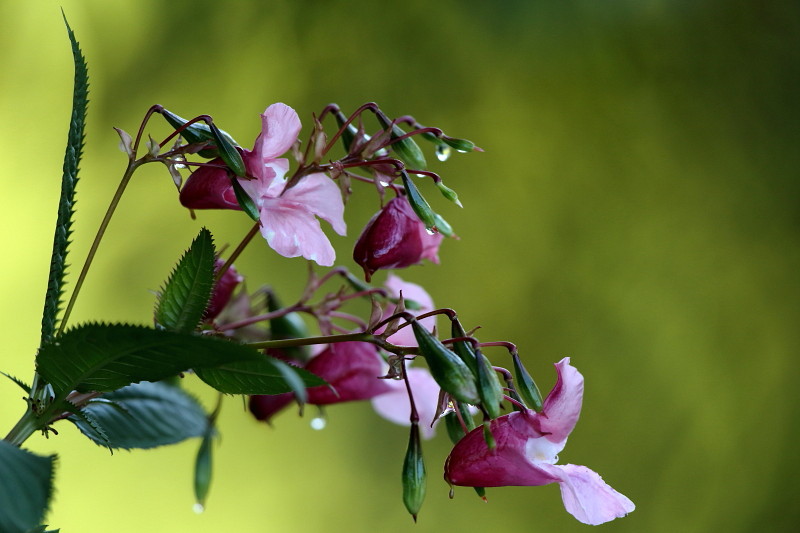 Drüsiges Springkraut