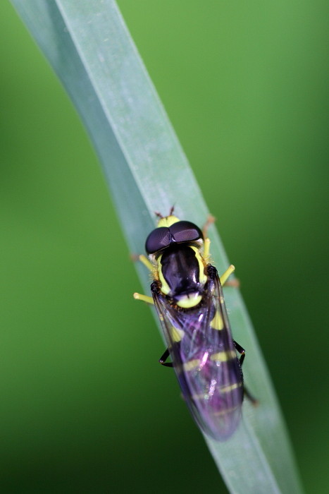 Nicht bestimmte Schwebefliege